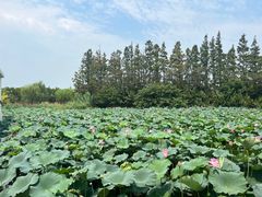 -上海长兴岛郊野公园