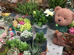 -秦美花卉(天朗·莱茵小城2期店)