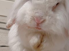 -北京观赏动物医院·24小时大型综合·猫专科·异宠专科