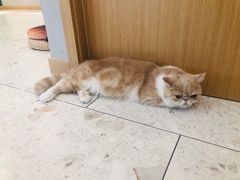 大堂-飞行喵MR PILOT|猫舍·猫咖(静安大融城店)