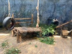 -深圳野生动物园