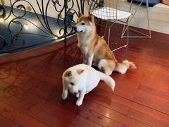 -喜柴咖啡·柴犬狗咖