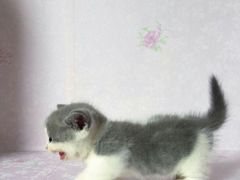 -宠爱多约克夏马尔济斯泰迪小型犬专卖
