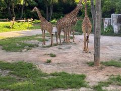 -深圳野生动物园