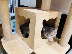 -逗柴咖啡屋·狗咖猫咖宠物桌游