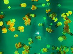 -大连圣亚海洋世界