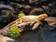 -海南热带野生动植物园