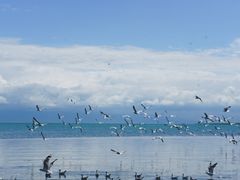 -青海湖国家重点风景名胜区