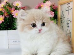 -小猫来了·猫舍(红山六九七九店)