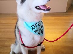 -Husky Go! 哈士奇体验馆·宠物咖啡厅狗咖