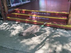 -西霞口神雕山野生动物世界