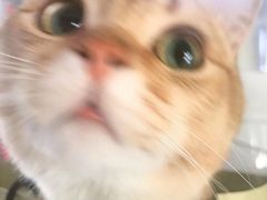 -东方名猫馆·英短金渐层布偶猫舍(环线广场1号楼店)