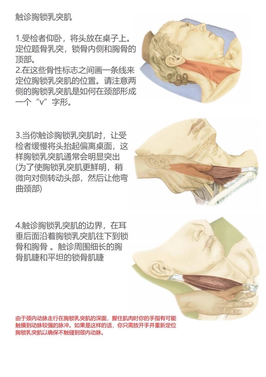 胸锁乳突肌解剖起止点手法定位及触诊按摩