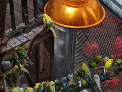-正佳雨林生态植物园