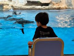 -帝企鹅自助餐厅•儿童岛•真企鹅(长隆企鹅酒店)