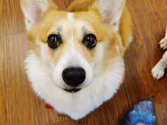 -豆柴町-柴犬主题狗咖(红鼎国际C座店)