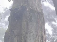 -天目山大树王景区