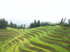 -紫鹊界梯田景区
