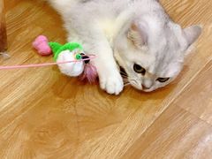 -滚猫咖啡·猫咖·猫友好撸猫(未来城店)