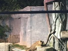 -清迈夜间动物园