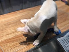 -狗道宠物(常熟印象城店)