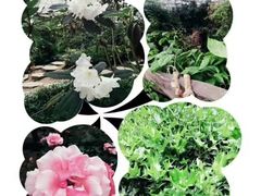 -南山植物园