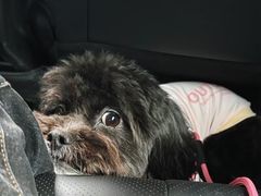 -瑞派·关忠动物医院·猫专科·犬专科(三环新城店)