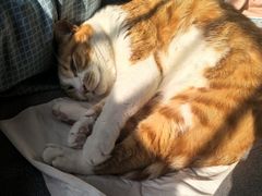 -犀牛家猪排