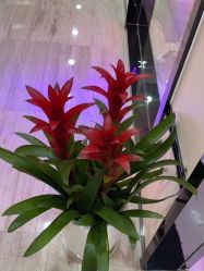 -雍禾植发