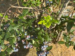 -金石滩蓝莓谷庄园