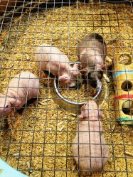 -酷嗒动物文化乐园(cutezoo西溪乐天城店)