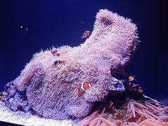-西雅图水族馆