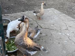-俄罗斯风情小镇
