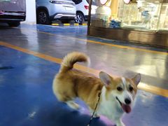 -FAELING PETS美天灵宠物(富力广场店)