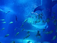 -太平洋海底世界