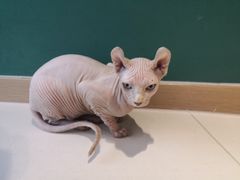 -飞行喵MR PILOT|猫舍·猫咖(静安大融城店)