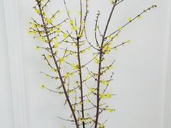 -双季花艺园艺市场(浦东店)