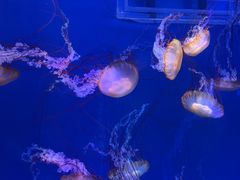 -海合安武汉极地海洋公园
