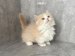 -小猫来了·猫舍(红山六九七九店)
