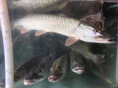 -煲来饱去冷水鱼