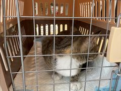 -瑞鹏宠物医院·骨科·猫科·内科(第一中心)