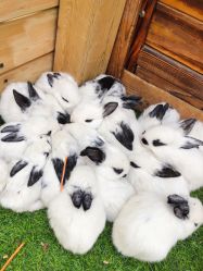 -萌宠亲子动物乐园(槐房万达店)