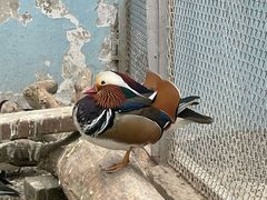 -青藏高原野生动物园