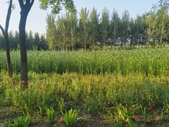 -东郊湿地公园