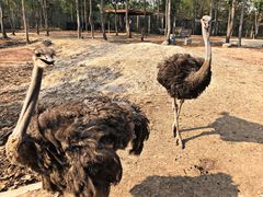 -清迈夜间动物园