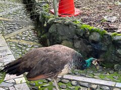 -瑞丽独树成林风景区