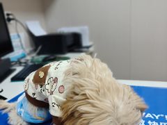 -瑞鹏宠物医院·骨外科·心肾科·肿瘤科(九亭店)