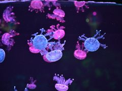 -石家庄极地海洋世界
