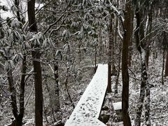 -天目山大树王景区