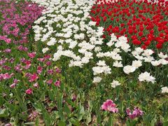 -石家庄市植物园